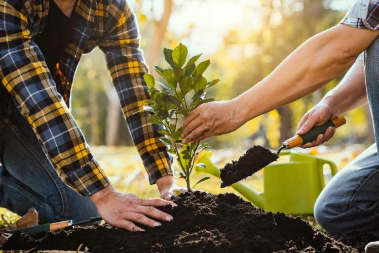 Two Men Planting A Tree